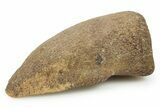 Dinosaur (Pachycephalosaurus) Toe Ungual (Claw) - South Dakota #382468-3
